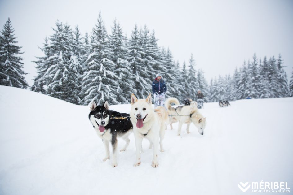 Husky sledding in Méribel; perfect for animal lovers.