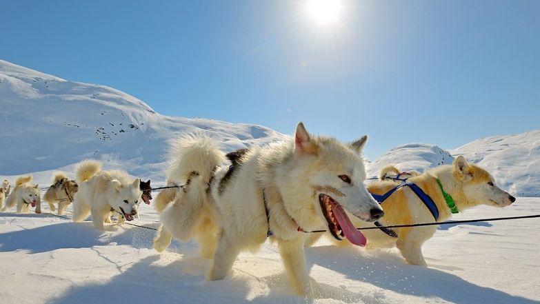 husky