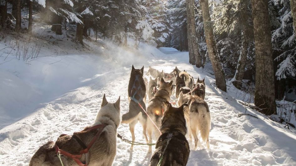 Dog sled ride when you go spring skiing, husky ride in the Alps