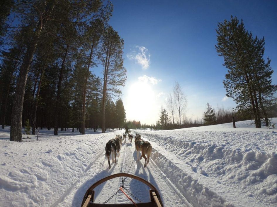 Husky Sledding through the slopes of Cervinia